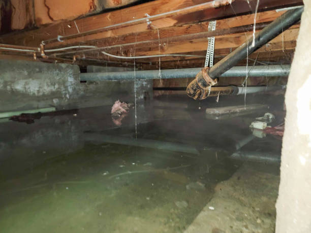 Best Water damage contractors near me  in Homer Glen, IL