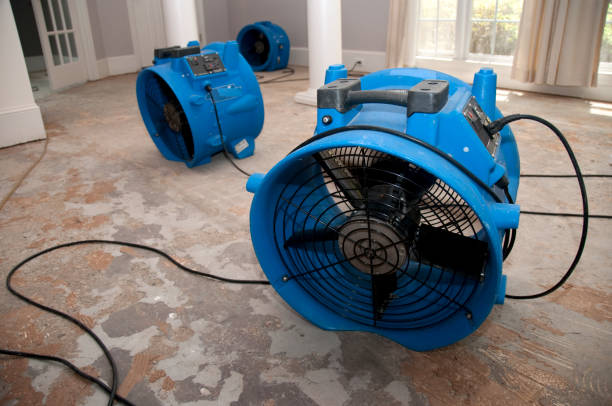 Best Water damage restoration mold remediation  in Homer Glen, IL